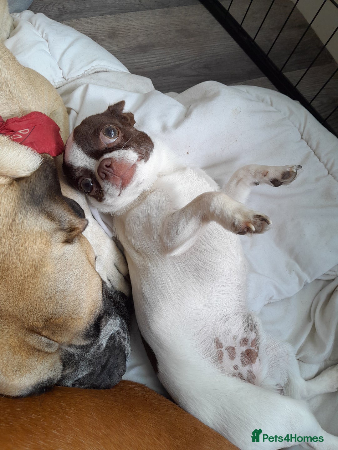 Chihuahua dogs for stud: Chocolate & White Chihuahua in Grimsby - Image 6