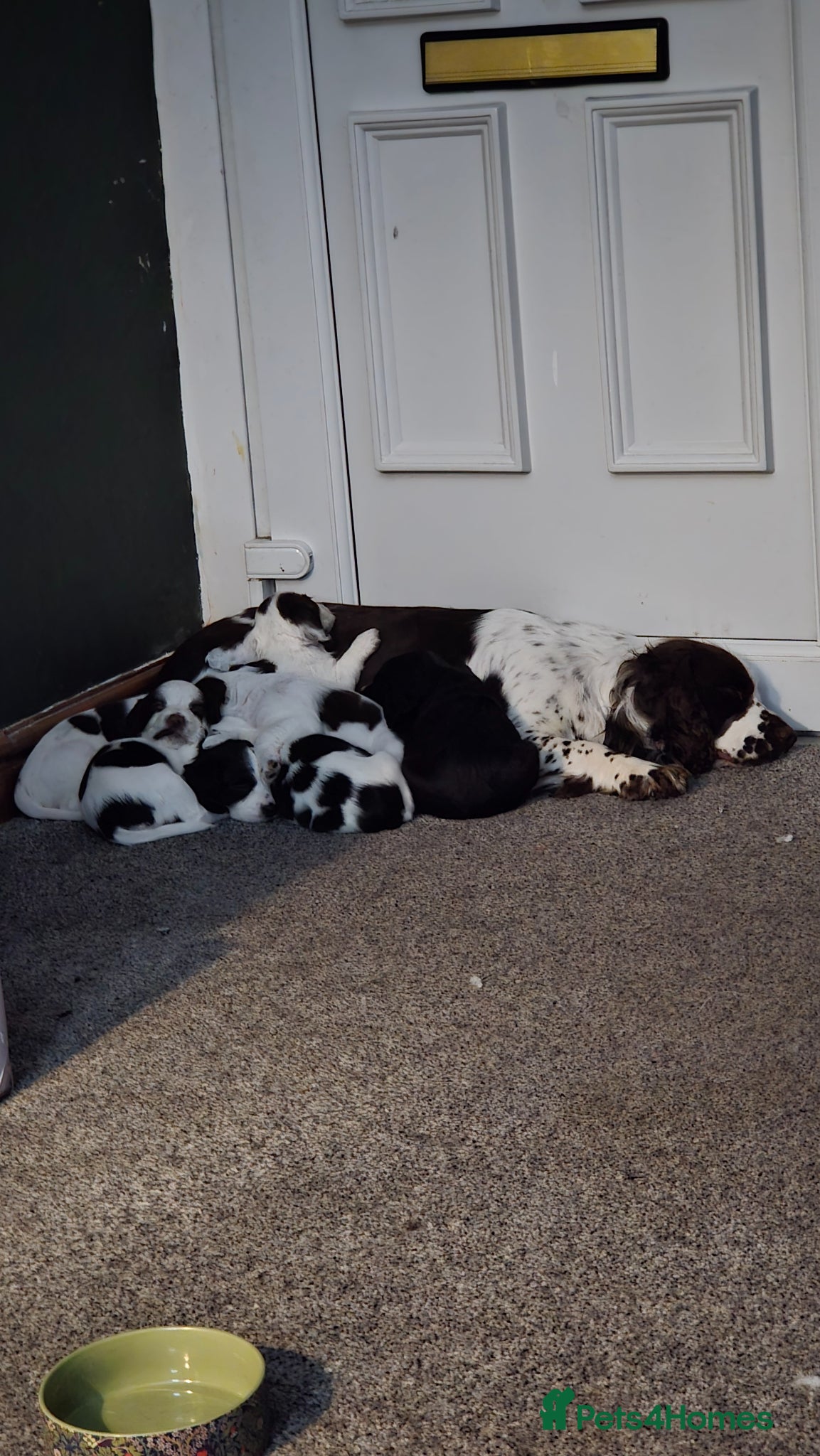 Sprocker dogs for sale: Six Springer/Cocker Spaniels.  - Advert 2