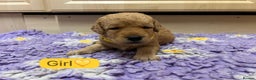 Labradoodle dogs for sale: Gorgeous labradoodle puppies - Advert 14