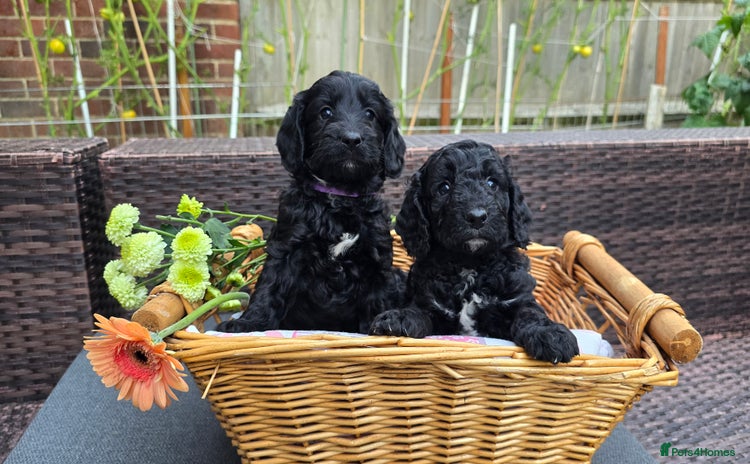 Cockapoo dogs - Advert 3