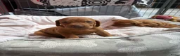 Hungarian Vizsla dogs for sale: Collect in two weeks!🐾KC smooth Hungarian Vizslas - Advert 35