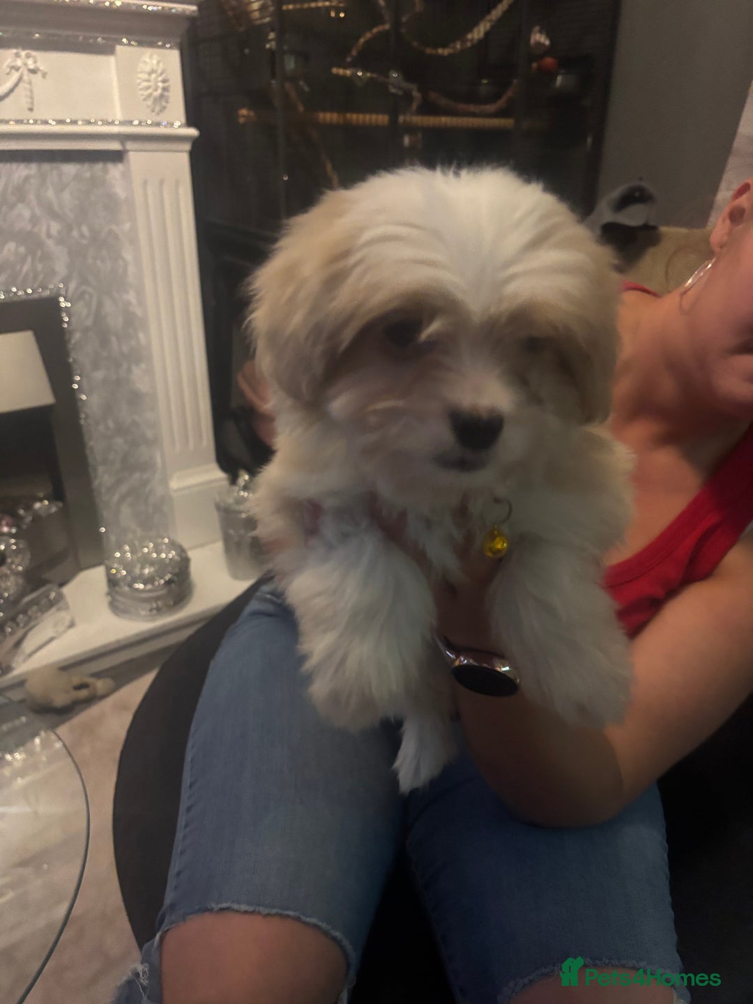 Mixed Breed dogs for sale: Chorkie-apso puppies  - Advert 33