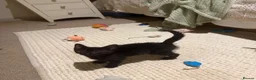 Mixed Breed cats for sale: Kittens looking for their PURRfect forever homes - Advert 7