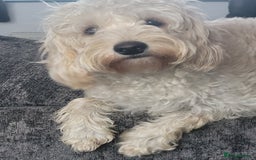 Cavapoo dogs for sale: Beautiful cavapoo - Image 4