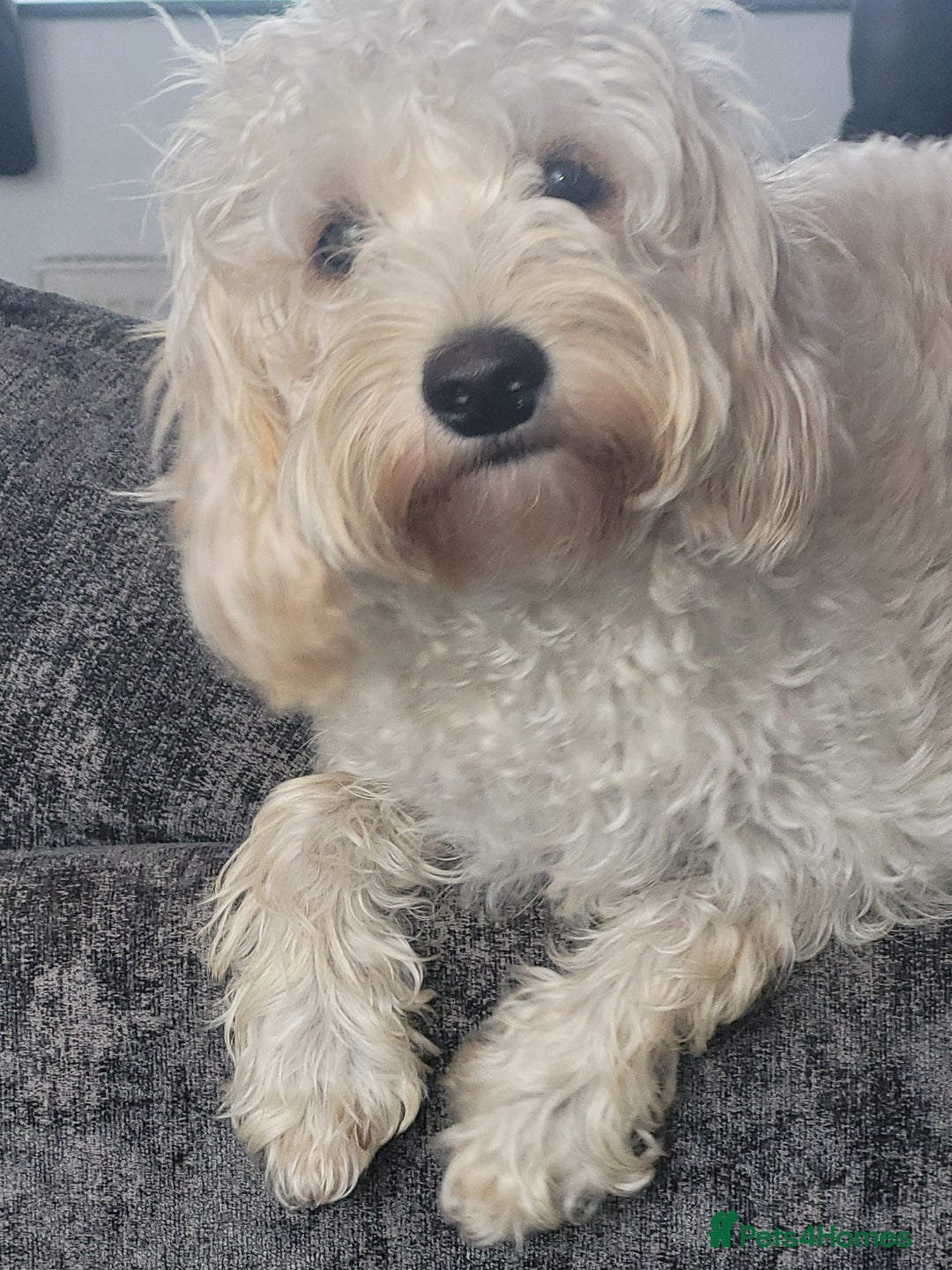 Cavapoo dogs for sale: Beautiful cavapoo - Image 4