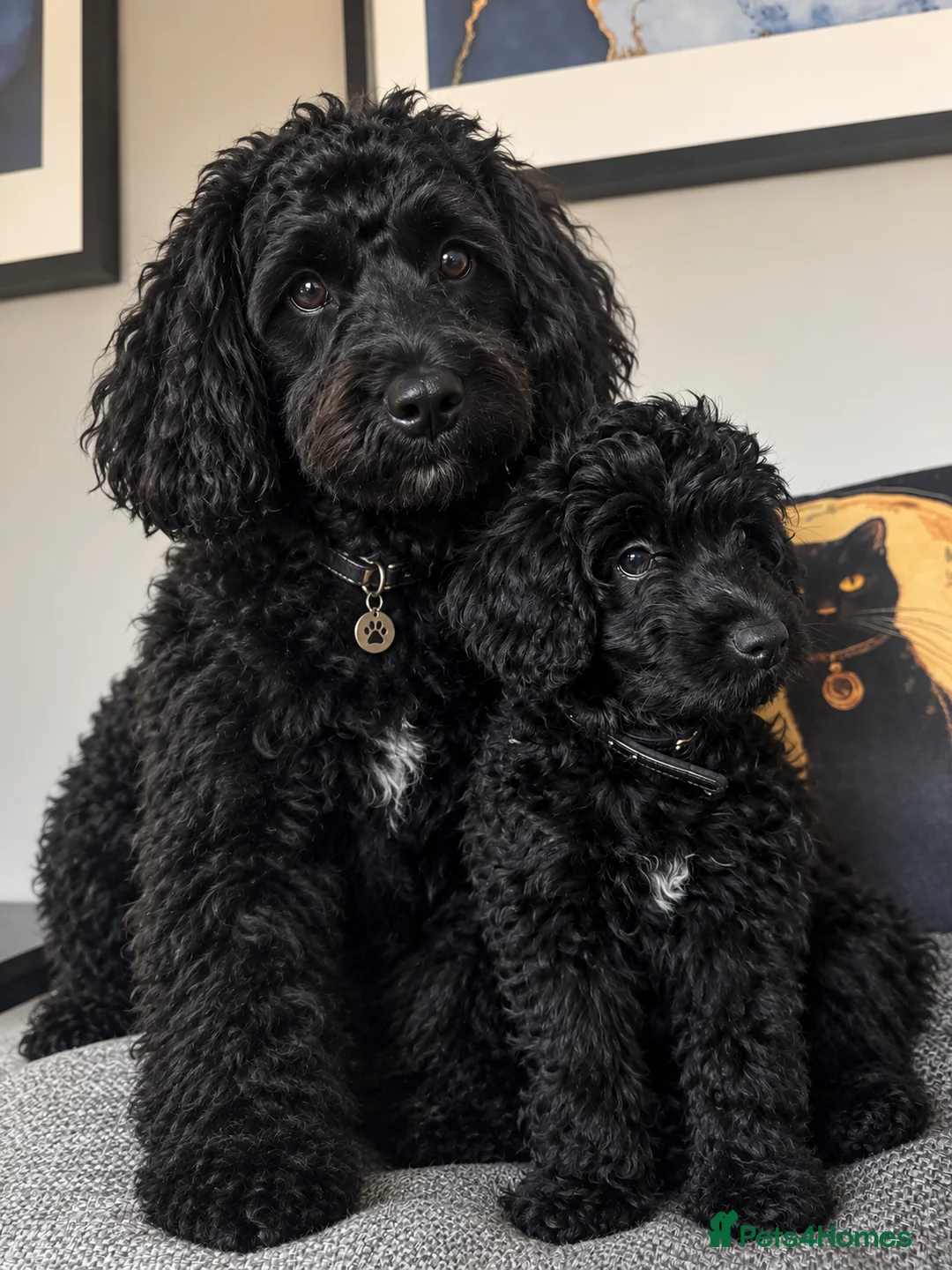 Cockapoo dogs for sale: BLACK COCKAPOO  - Advert 1