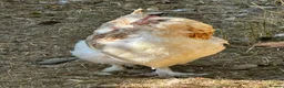 Chickens poultry for sale: Chicks, chickens, hatching eggs silkies Aracuanas - Advert 7