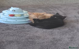 Mixed Breed cats for sale: 3 adorable male kittens  - Image 8
