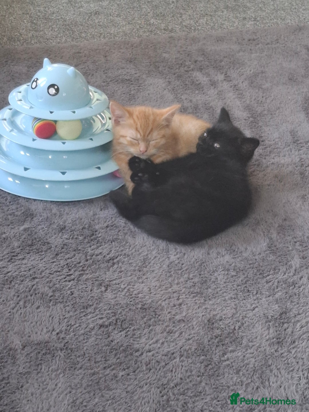 Mixed Breed cats for sale: 3 adorable male kittens  - Image 8