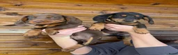 Dachshund dogs for sale: 7 Beautiful Dachshund Puppies - Advert 6
