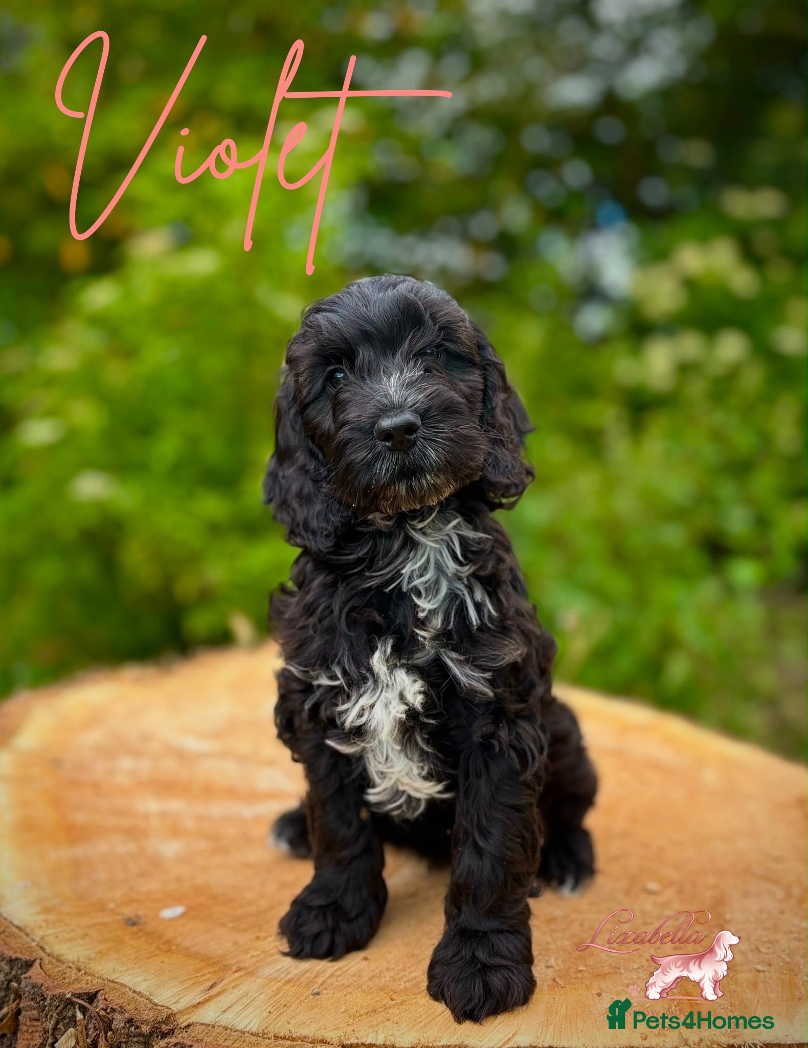 Cockapoo dogs Beautiful Health Tested F1 Cockapoo Puppies - Advert 1