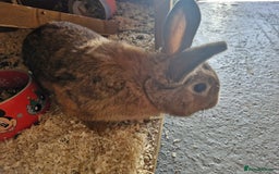 Netherland Dwarf rabbits for sale: Netherland dwarf rabbit  - Image 4