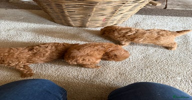 Cavapoo dogs - Advert 2
