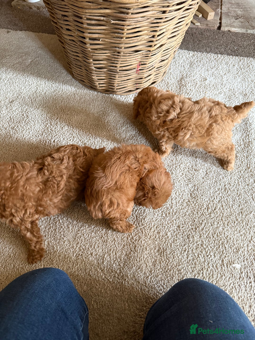 Cavapoo dogs for sale: Gorgeous Red Cavapoo Pups  - Image 3