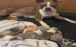 Boston Terrier dogs for sale: Beautiful Blue Bostons  - Image 5