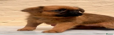 Brussels Griffon Male Puppy 2