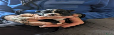 Pomchi 4