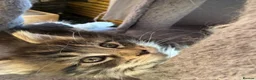 Maine Coon cats for sale: Mainecoon Kittens  - Advert 11