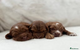 Cockapoo dogs for sale: F1 Show Type Cockapoo Puppies - Image 1
