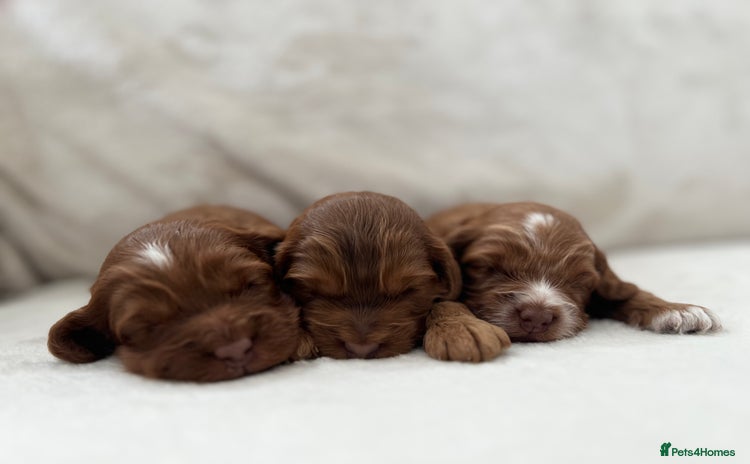 Cockapoo dogs - Advert 3