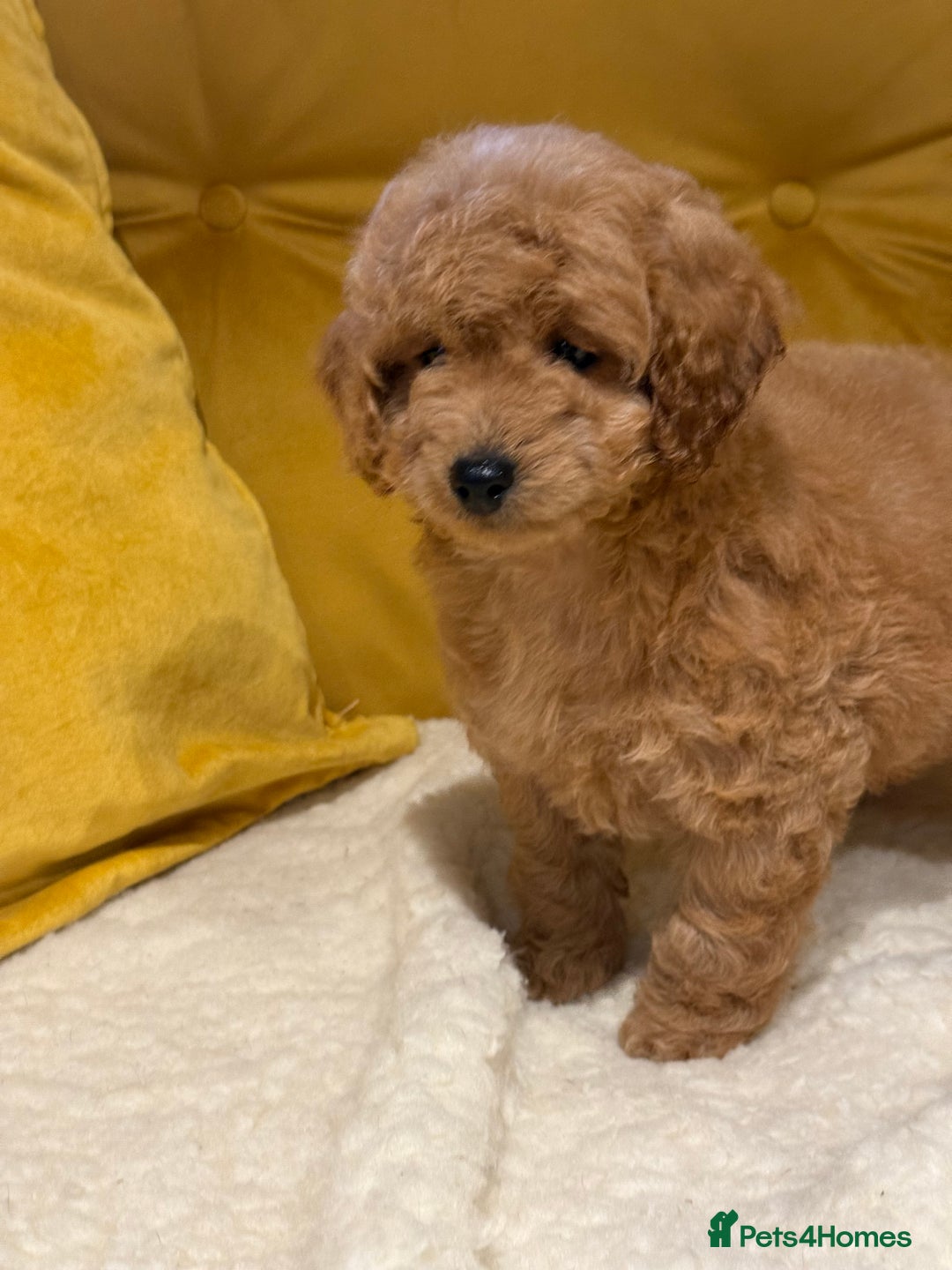 Cockapoo dogs for sale: Absolutely stunning puppies  - Advert 17
