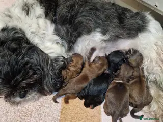 Shih Tzu dogs 5 wonderful shitzu special colors 4 girls 1 boy. - Advert 8