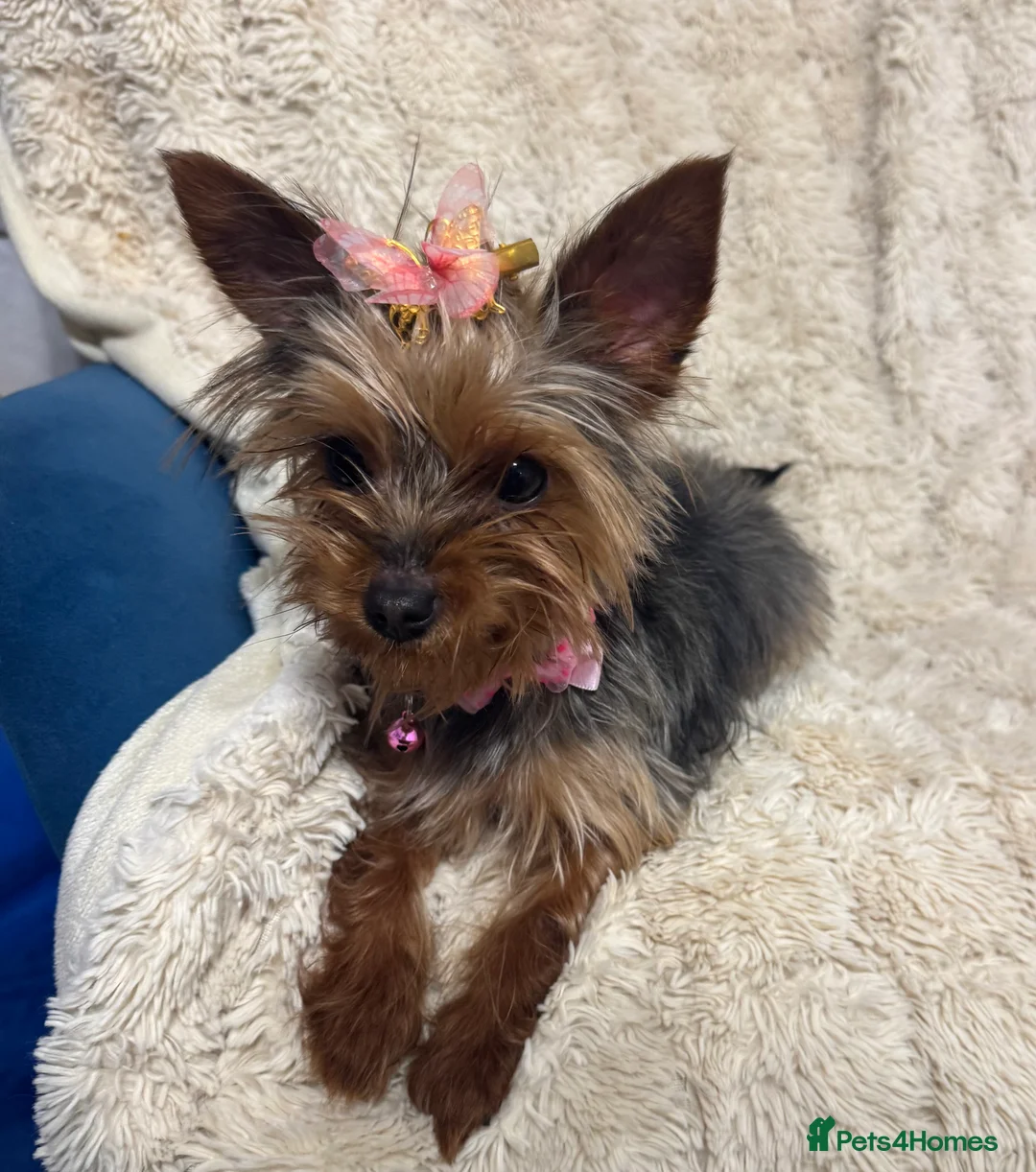 Yorkshire Terrier dogs for sale: Meet Nina -Quiet and Sweet Yorkie 💕 - Advert 8