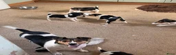 Jack Russell dogs for sale: Jack Russell pups - Advert 1