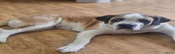 Saint Bernard dogs for sale: Exceptional St Bernard Puppies - Advert 20