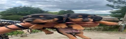 Dachshund dogs for sale: Just 2 pups left looking for there forever home - Advert 6