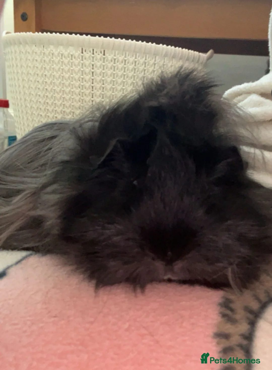 Guinea Pig rodents for sale: Bonded pair of boars and FULL SETUP  - Advert 2