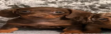 Miniature Dachshund 3