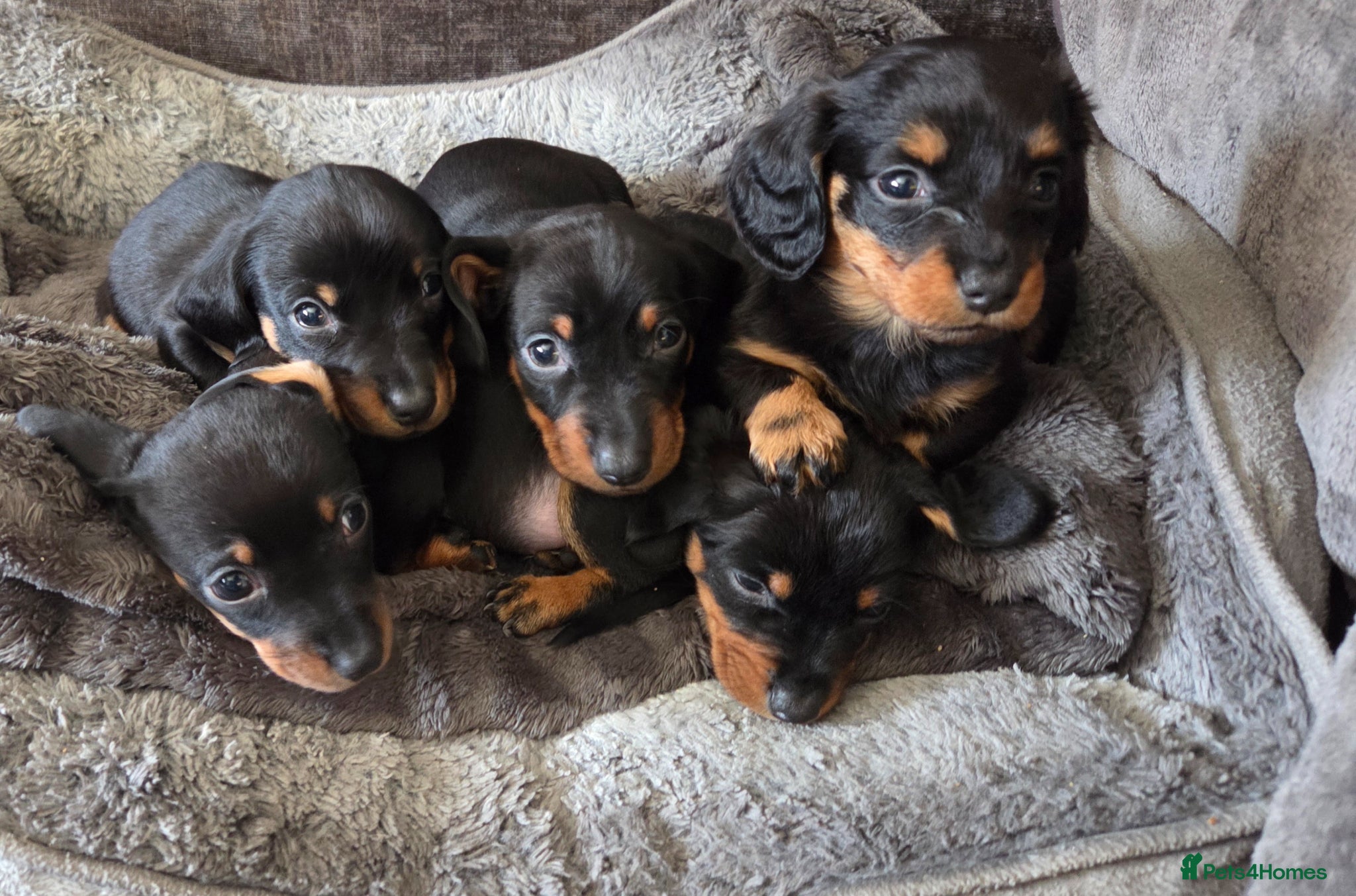 Miniature Dachshund dogs Miniature Dachshunds - Advert 2