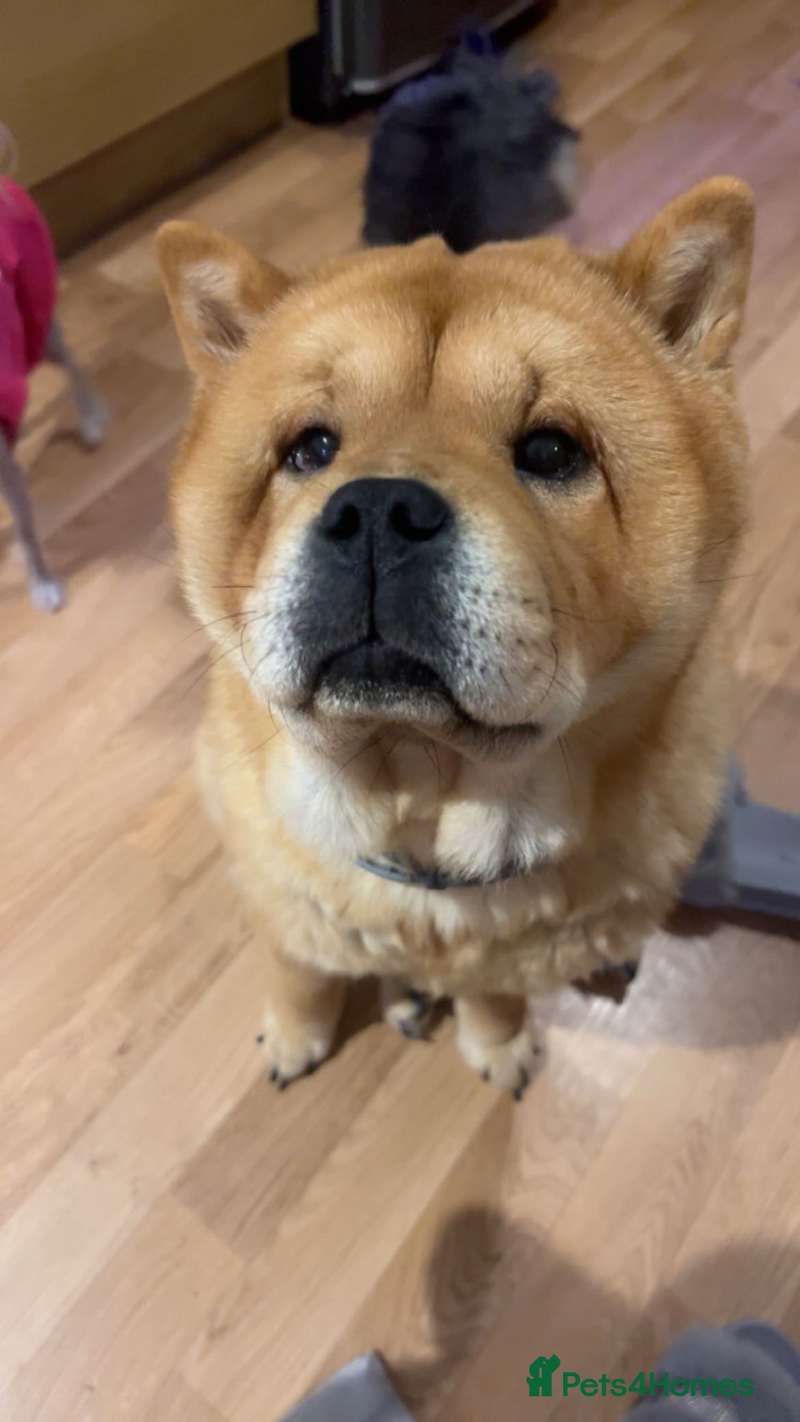 Chow Chow dogs Minnie Mouse the chow chow  - Advert 4