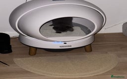 British Shorthair cats for sale: British short haired £550 - Image 2