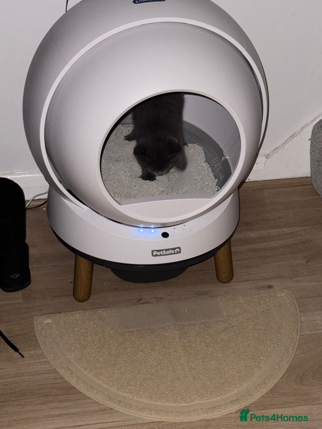 British Shorthair cats for sale: British short haired £550 - Image 2