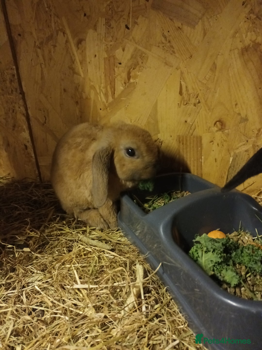Mini Lop rabbits for sale: Plush mini lops  - Advert 1