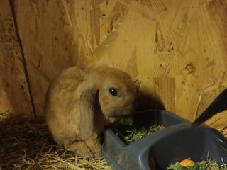 Mini Lop rabbits Plush mini lops - Advert 23