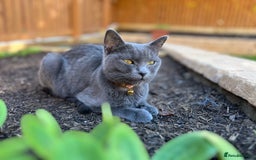 British Shorthair cats for sale: Kiki , blue British shorthair  - Image 3