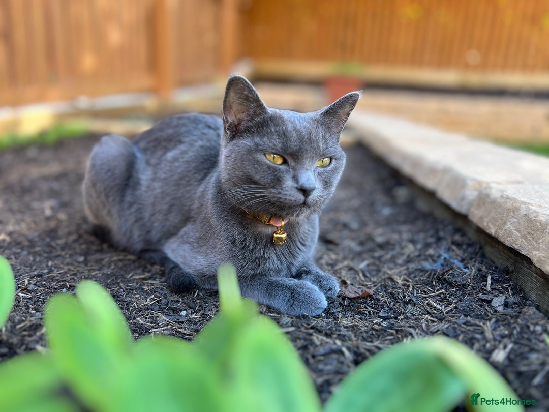 British Shorthair cats for sale: Kiki , blue British shorthair  - Image 3