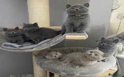 British Shorthair cats for stud: 💙 BEAUTIFUL BLUE STUDS EAST MIDS TICA GCCF 💙 in Derby - Image 7