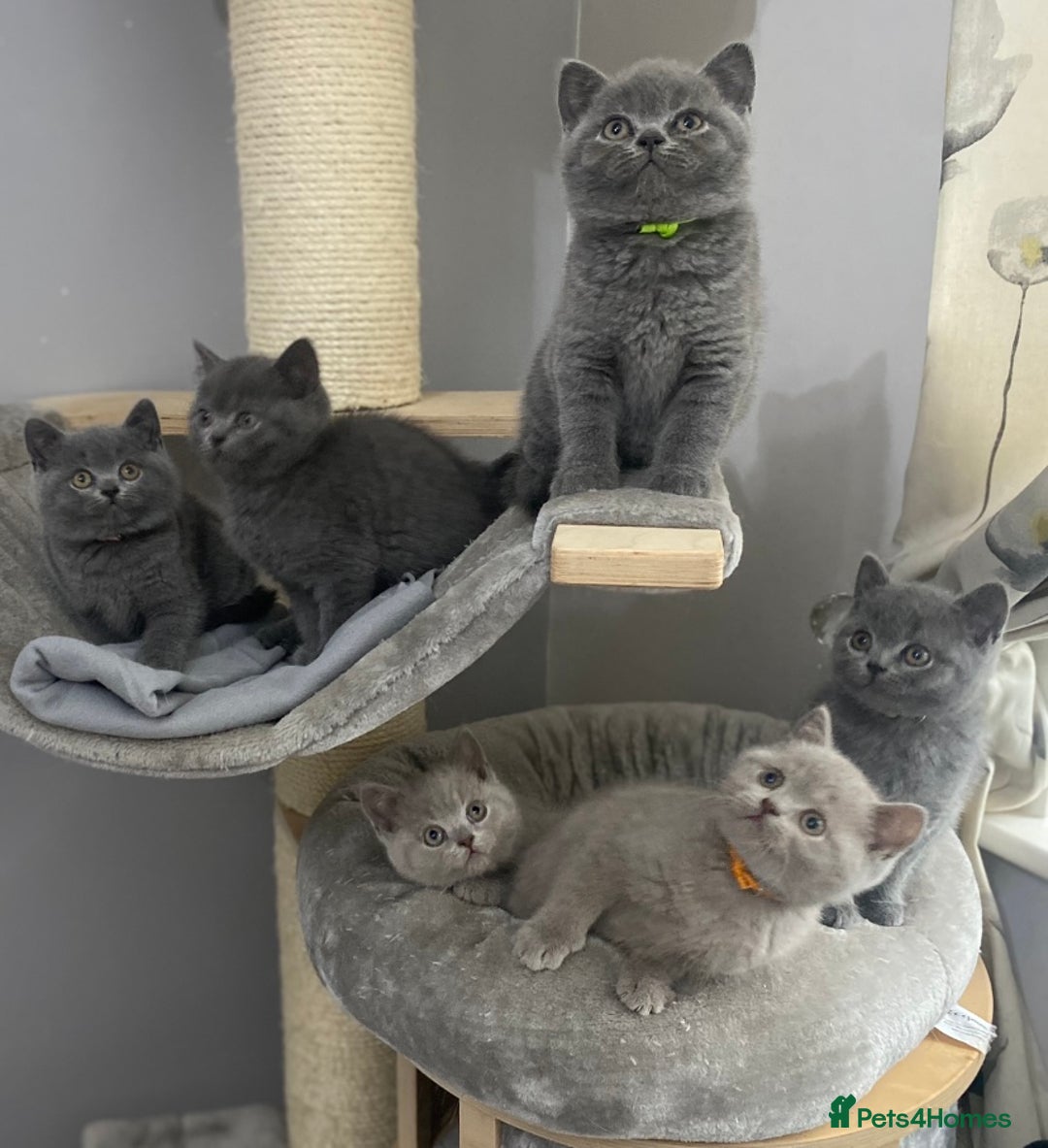 British Shorthair cats for stud: 💙 BEAUTIFUL BLUE STUDS EAST MIDS TICA GCCF 💙 in Derby - Image 7