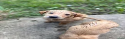Labrador Retriever dogs for sale: Beautiful Labrador Puppies Ready for Loving Homes - Advert 8