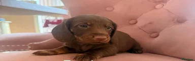 Koda