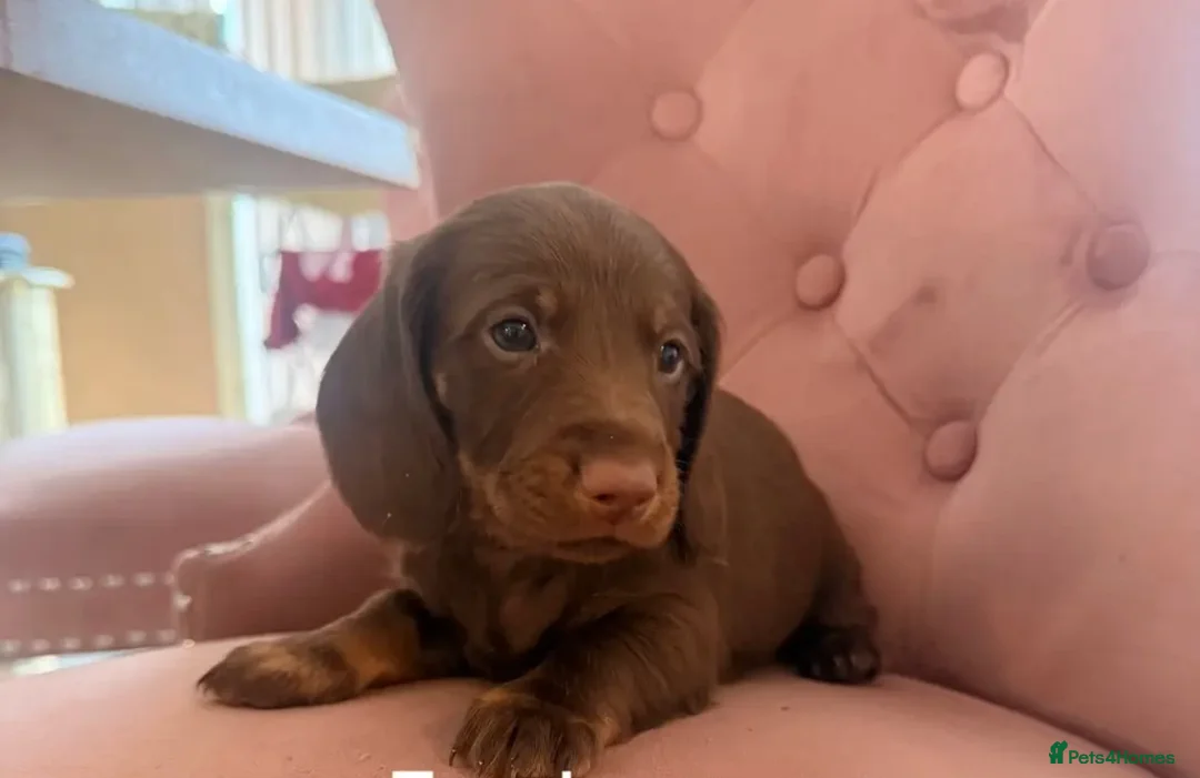 Miniature Dachshund dogs for sale: Koda the Miniture dachshund  - Advert 2