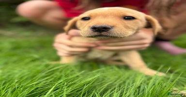 Labrador Retriever dogs - Advert 10
