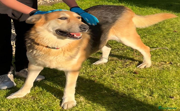 Mixed Breed dogs - Advert 1