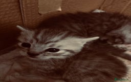 Brazilian Shorthair cats for sale: Silver tipped BSH - Image 4