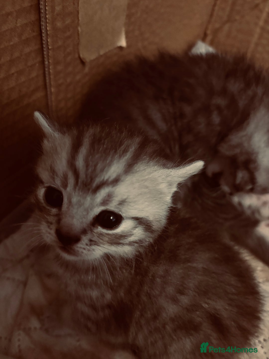 Brazilian Shorthair cats for sale: Silver tipped BSH - Image 4