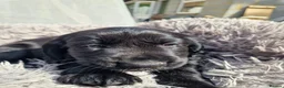 Cocker Spaniel dogs for sale: Cocker Spaniel Pups Looking for Forever Home in Edinburgh - Advert 5
